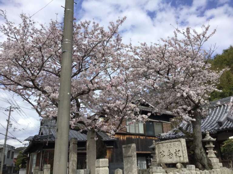 施設周辺の満開の桜と建物。季節感が感じられる外構風景。